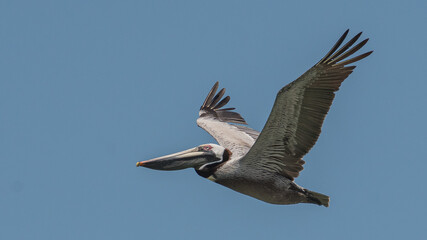 flying brown pelican crossing the sky