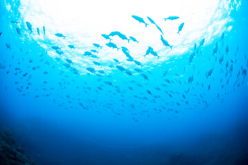 八丈島観光　旅行　青い海　Hachijo Island  sea  　魚の群れ　水中　ナンヨウカイワリ　School of fish ダイビング