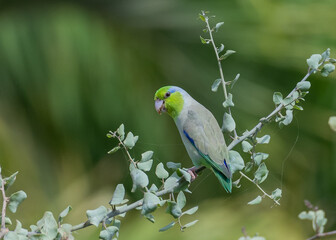 pacific parrolet