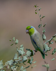 pacific parrolet