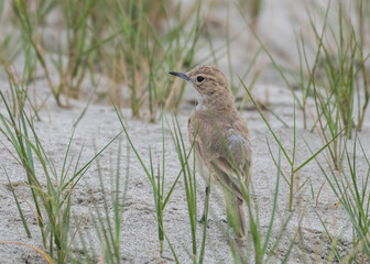 coastal miner, endemic bird of peruvian shores
