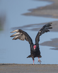 turkey vulture showing off