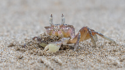 ghost crap gathering sand