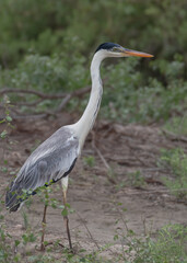 great blue heron