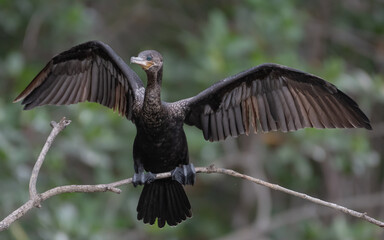 neotropic cormorant in mangrove