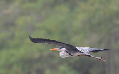 great blue heron