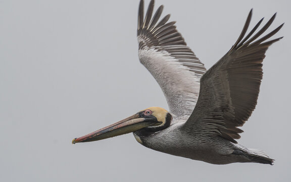 Brown Pelican Crossing The Sky