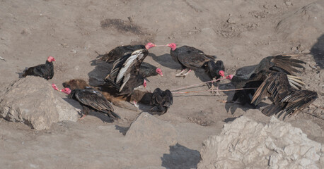 turkey vultures fighting over dead baby sea lion