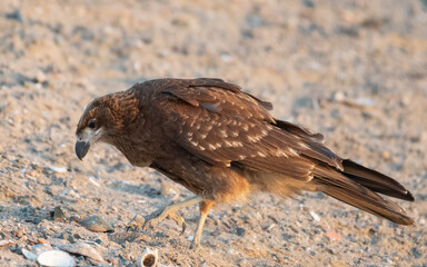 portrait of a immature mountain caracara feeding