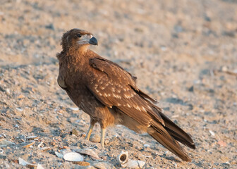 portrait of a immature mountain caracara feeding