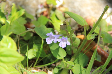 小さな花を咲かせているカキドオシ