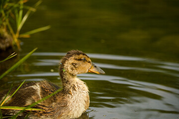 Caneton Colvert