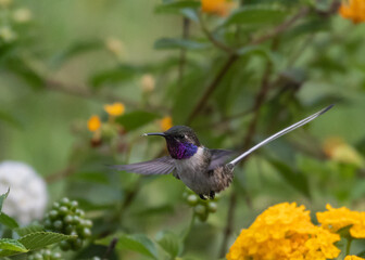 Peruvian sheartail feeding on lantana flowers
