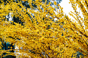 Ochna Integerrima ('Hoa Mai') decoration in the days near Lunar New Year at Youth Cultural House, Ho Chi Minh city, Vietnam