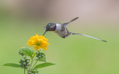 Peruvian sheartail feeding on lantana flowers