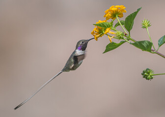 Peruvian sheartail feeding on lantana flowers © Alfredo