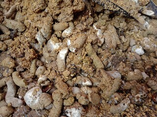 Guanos. Natural fertilizer for any plant. No chemical added