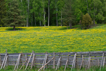 Field full of dandelions and a traditional wooden fence