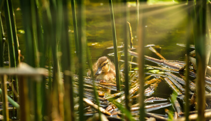 Caneton colvert