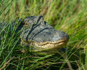 American Alligator