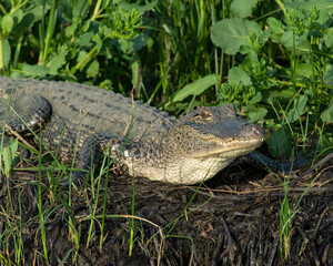 American Alligator