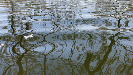 春の公園の池の水面に落ちる桜の花びらの風景