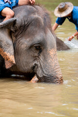 Fototapeta premium Asian elephant species In the conservation center of Thailand