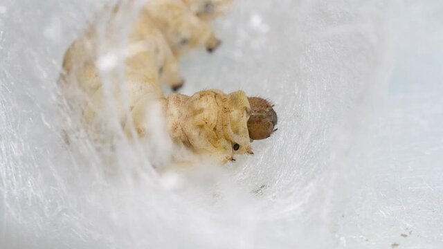 Close up of mature silkworm cocoon to build its nest inside its cocoon, 4k real time footage, Chinese agriculture and animal concept.
