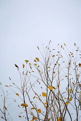 Minimalistic autumn landscape, rare dry autumn leaves on tree branches against a cloudy blue sky.