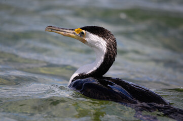 pied cormorant in coffin bay