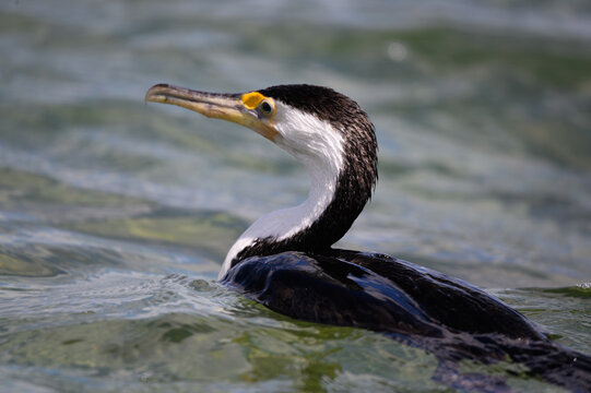 Pied Cormorant In Coffin Bay