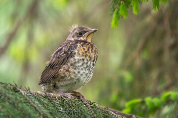 A fieldfare chick, Turdus pilaris, has left the nest and is sitting on a branch. A chick of fieldfare sitting and waiting for a parent on a branch.