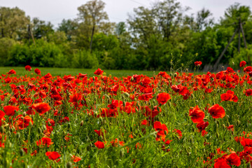 Naklejka na ściany i meble Summer landscape with red poppies on a wheat field