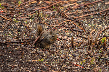 one cute Douglas squirrel eating the seeds fell from the bird feeder in the park