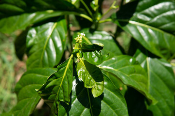noni leaf on day light stock photo