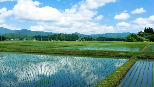 空撮　秋田県の田園風景　6月　田植え後の水田　青空と雲