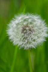 close up of a ball-shaped fluffy white dandelion flower isolated from the green background