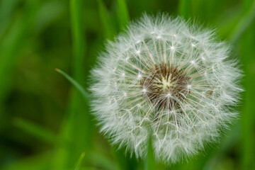 close up of a ball-shaped fluffy white dandelion flower isolated from the green background