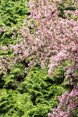 Obraz premium background texture filled with green pine leaves and beautiful pink cherry flowers