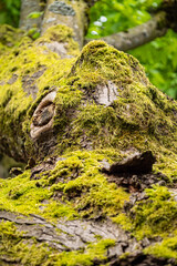 thick tree trunks in the park covered with a layer of moss