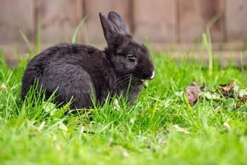 close up of a cute black bunny eating on green grasses in front of  the wooden fence