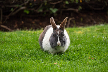  a cute grey rabbit with white fur around chest eating on green grasses in front of the bushes
