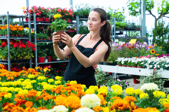 Female horticulturist in apron working with flowers French marigold in pots in hothouse. High quality photo