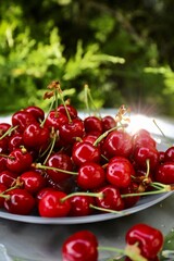 Obraz na płótnie Canvas juicy ripe red cherries on a table in a plate on a summer day against a background of green foliage