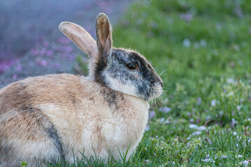 close up of a cute rabbit with mixed-colored fur eating on flower petals covered grasses