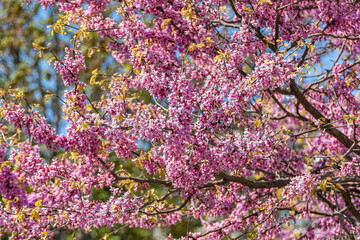 Fototapeta premium beautiful pink cherry flowers blooming over the branch in the park on a sunny day
