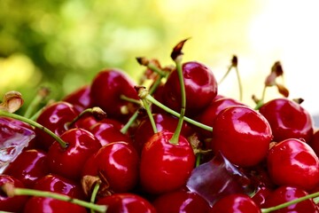 juicy ripe red cherries on a table in a plate on a summer day against a background of green foliage