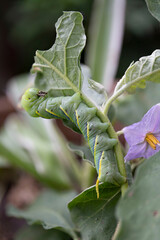 Obraz premium Macro close-up of beautiful caterpillar. A macro photography of a really beautiful and on white isolated background.