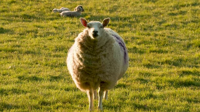 4K video clip mother sheep and baby lambs in a field on a farm at sunset or sunrise with sound