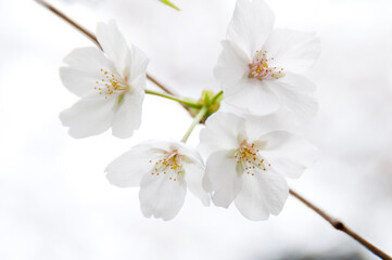 Fototapeta premium 春の桜